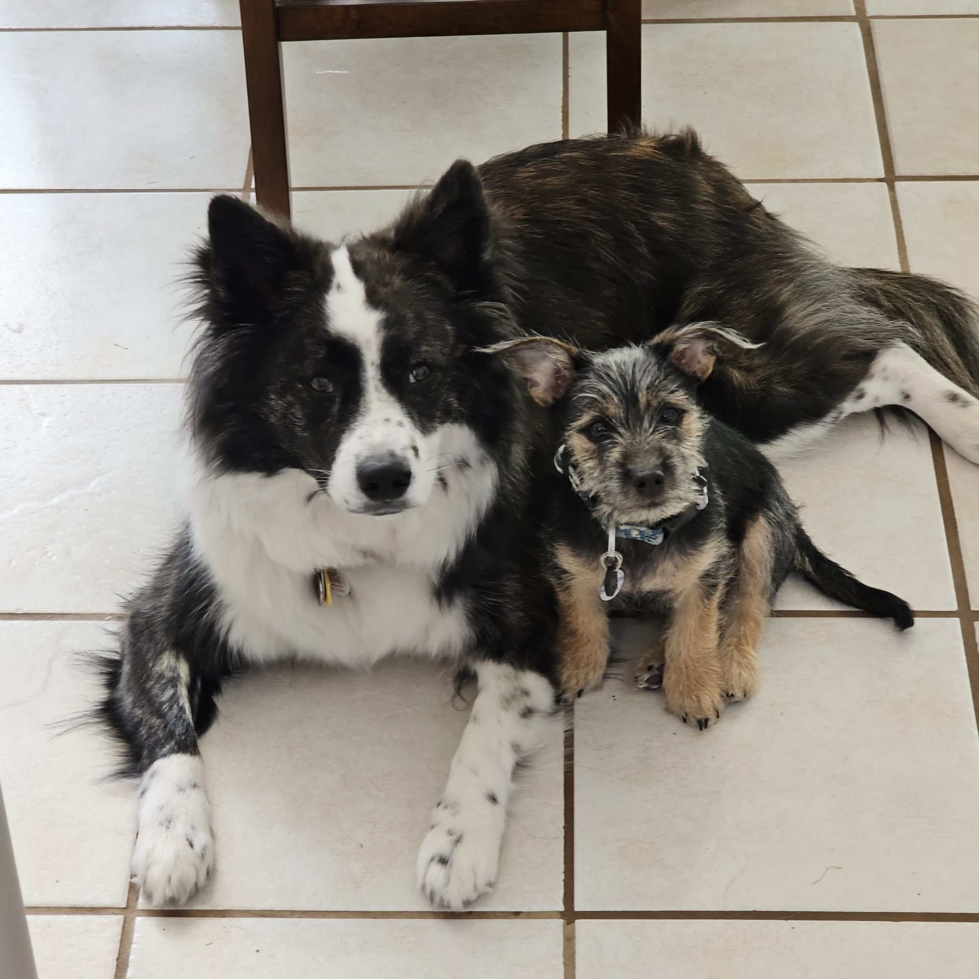 Two dogs lying together — the RW Bookkeeping & Notary office helpers